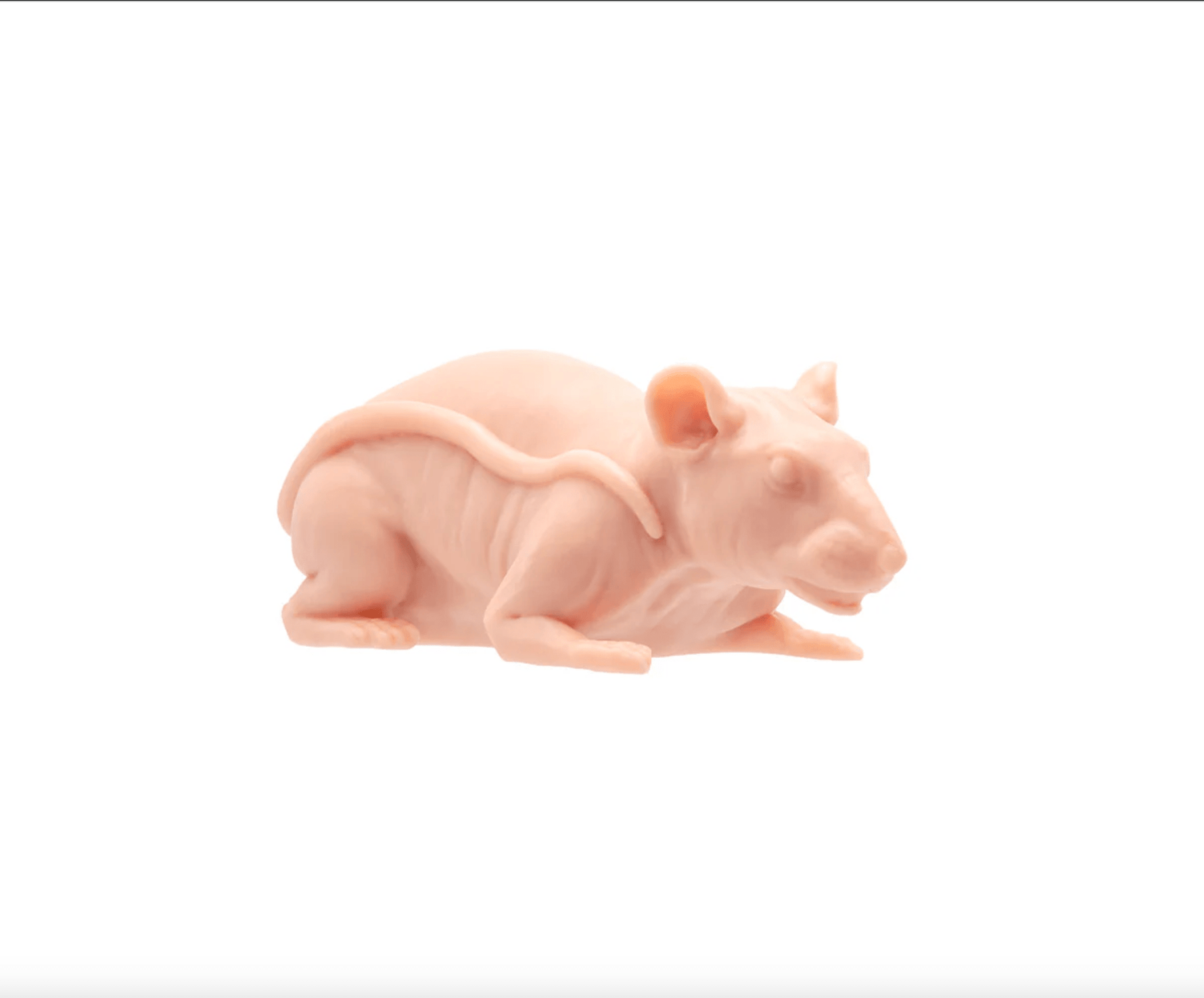 A Pound of Flesh Tattooable Naked Rat