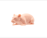 A Pound of Flesh Tattooable Naked Rat