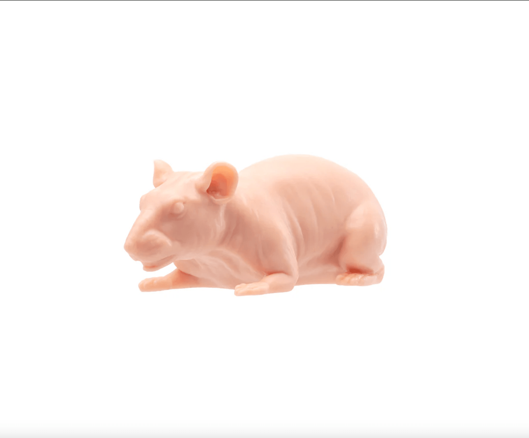 A Pound of Flesh Tattooable Naked Rat